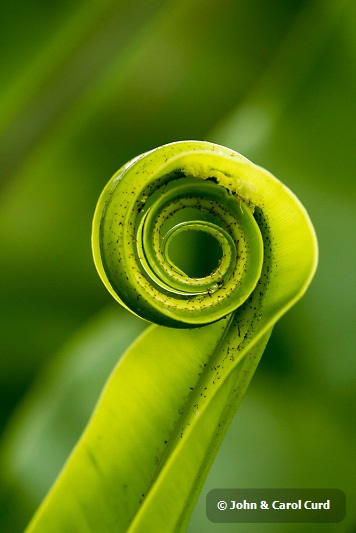 _MG_5080 Birdsnest fern frond.JPG